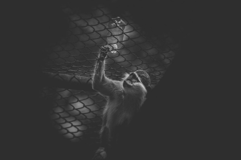 Shafiqul Islam 8 animales zoologico Banglades estilo de vida sociedad