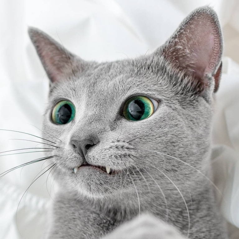 Xafi Auri gatos ojos verdes