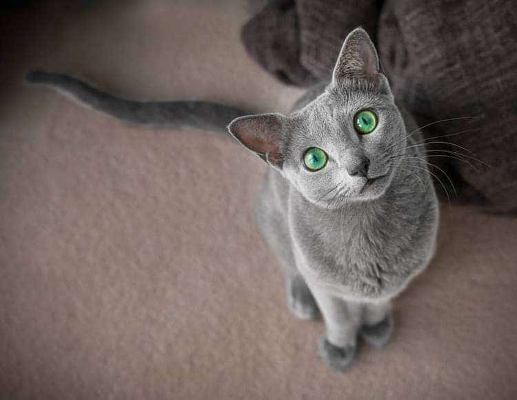 Xafi Auri gatos ojos verdes 10