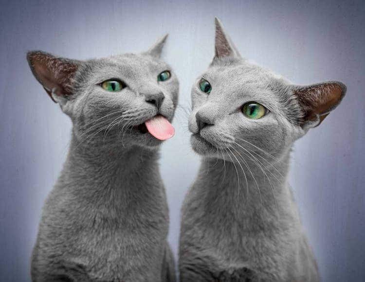 Xafi Auri gatos ojos verdes 11