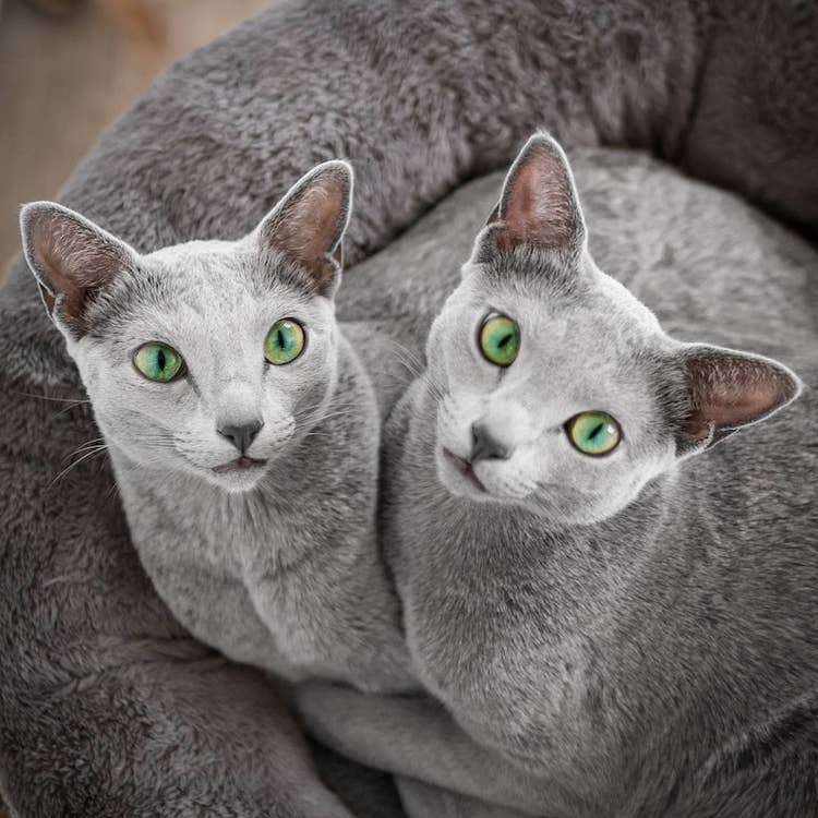 Xafi Auri gatos ojos verdes 2
