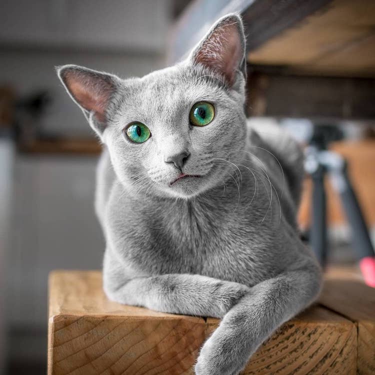 Xafi Auri gatos ojos verdes 3