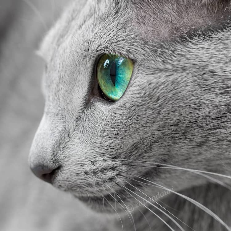 Xafi Auri gatos ojos verdes 4