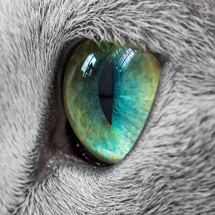 Xafi Auri gatos ojos verdes 5