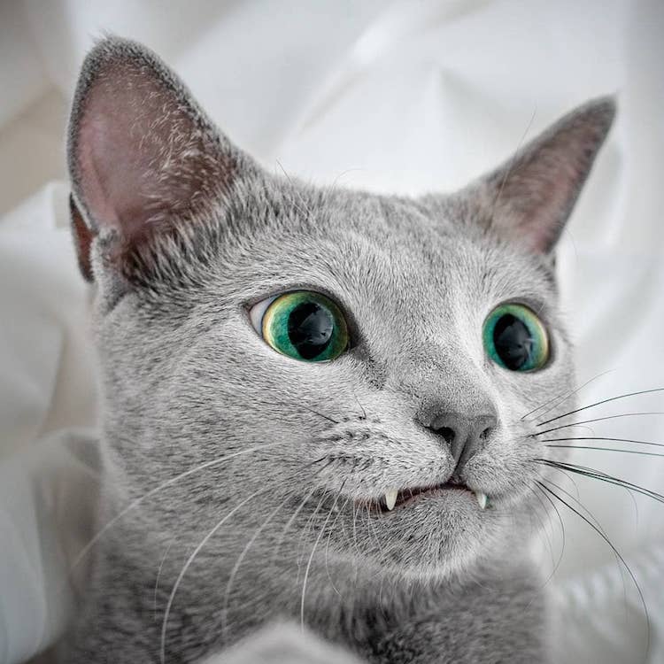 Xafi Auri gatos ojos verdes 6