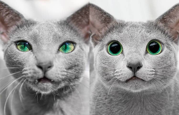 Xafi Auri gatos ojos verdes 8
