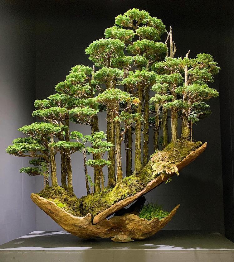 bonsai Masahiko Kimura