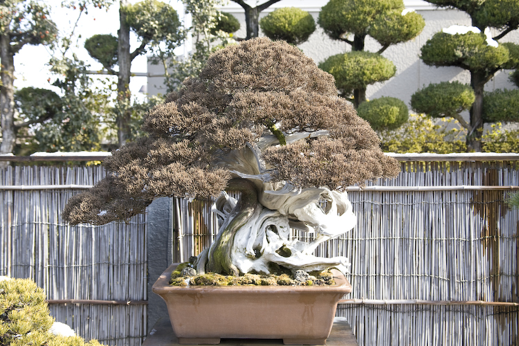 bonsai Masahiko Kimura