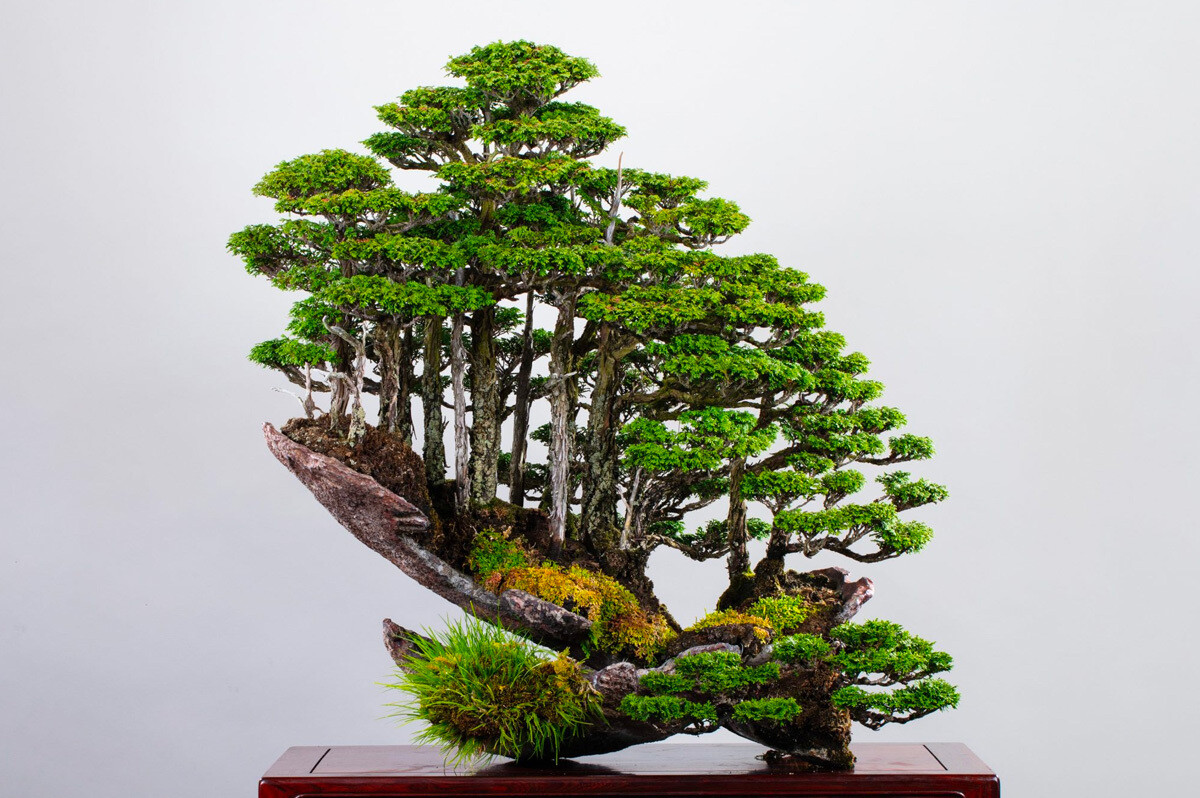 el maestro del bonsai masahiko kimura crea fascinantes y diminutos bosques