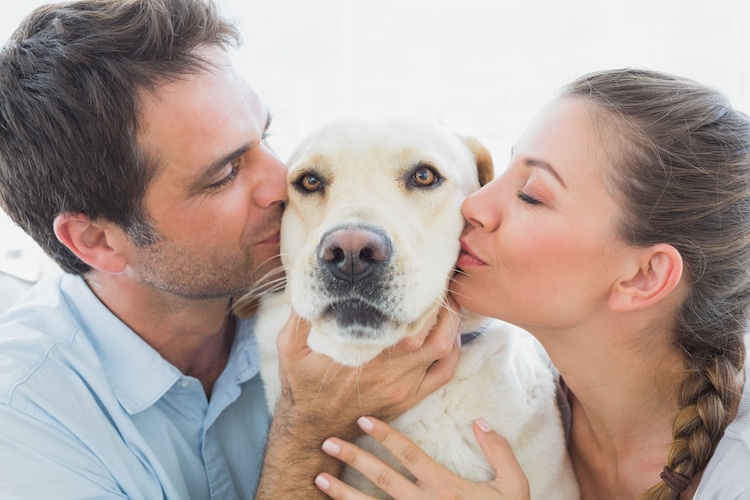 perros besos