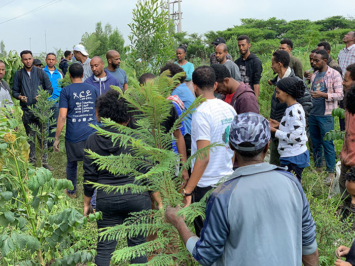 Etiopia 6 Record Guinnes arboles ecologia medio ambiente planeta