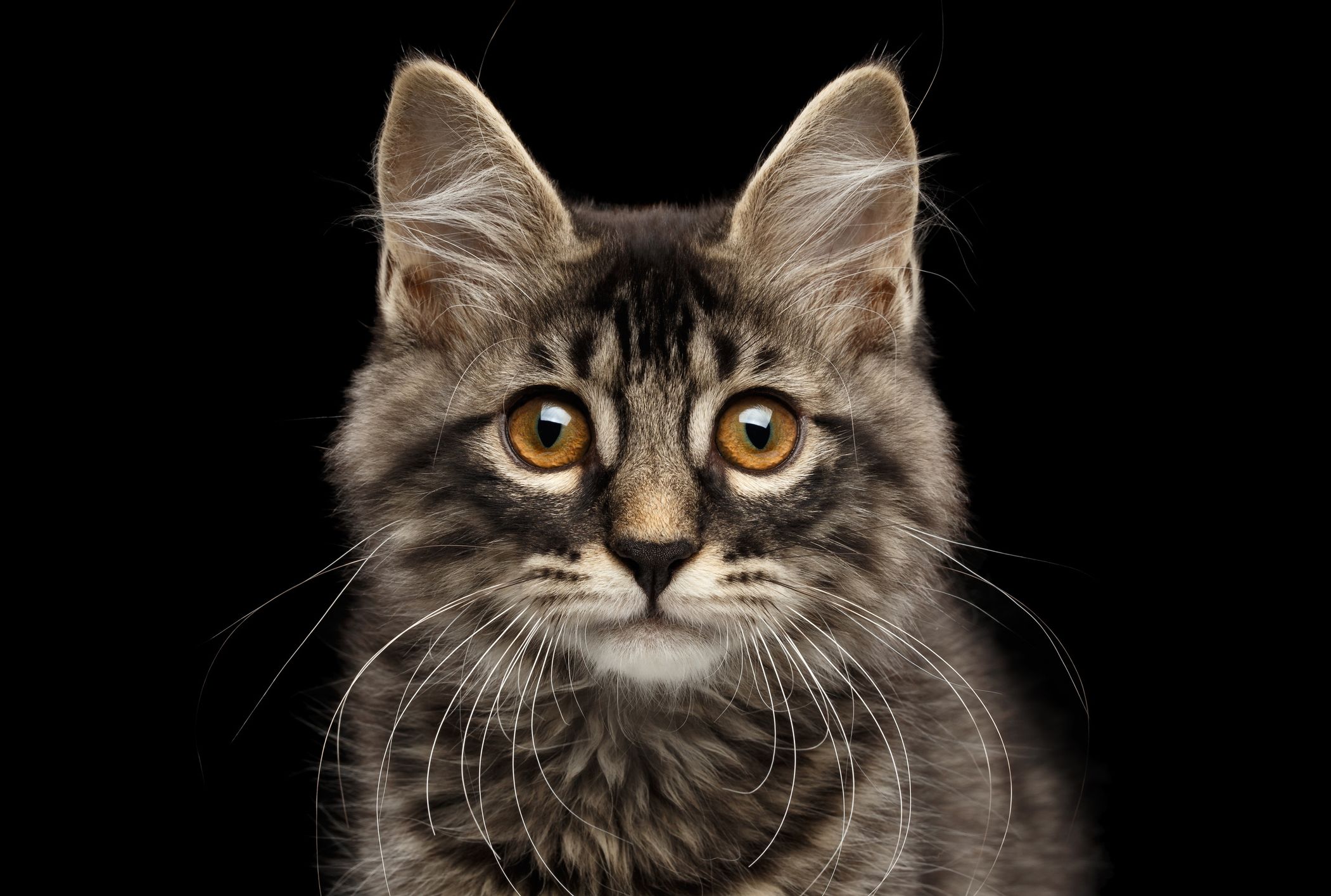 gato