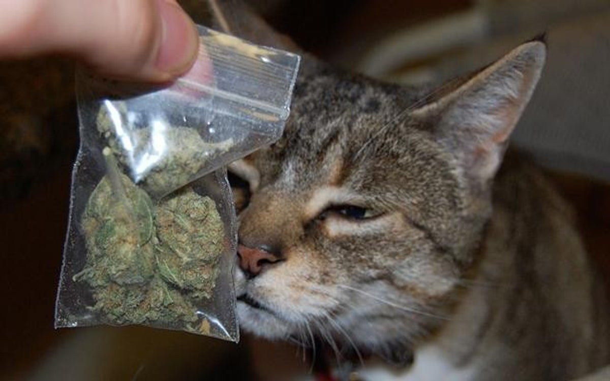 gato marihuana