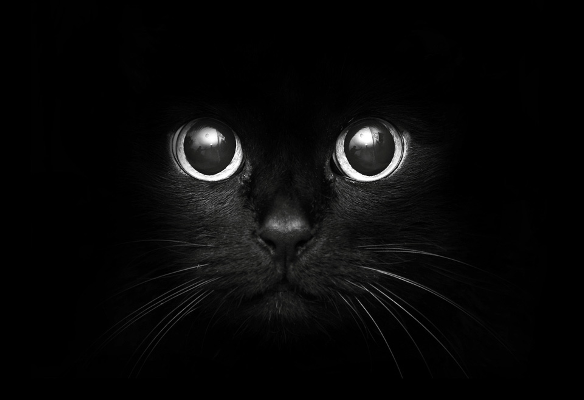 ojos de gato negro