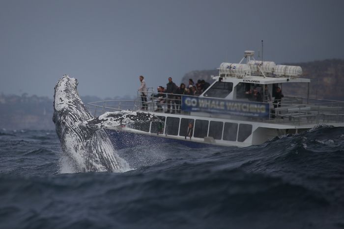 Ballena 1 Sidney naturaleza animales oceano mar fotografia