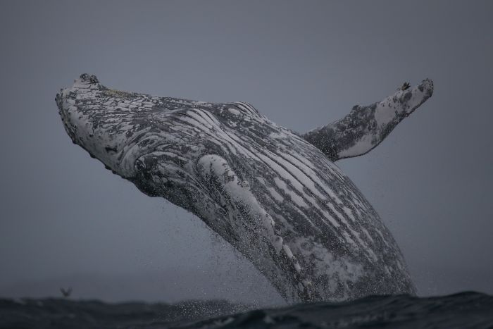 Ballena 2 Sidney naturaleza animales oceano mar fotografia