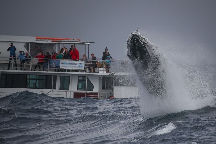 Ballena 3 Sidney naturaleza animales oceano mar fotografia