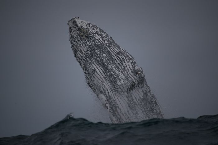 Ballena 4 Sidney naturaleza animales oceano mar fotografia