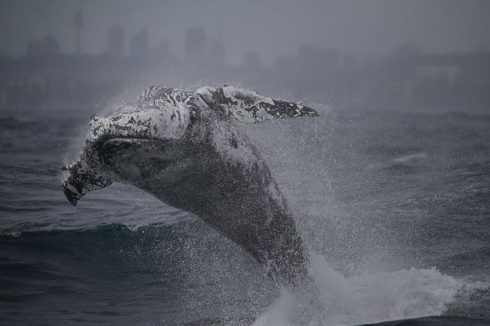 Ballena 5 Sidney naturaleza animales oceano mar fotografia