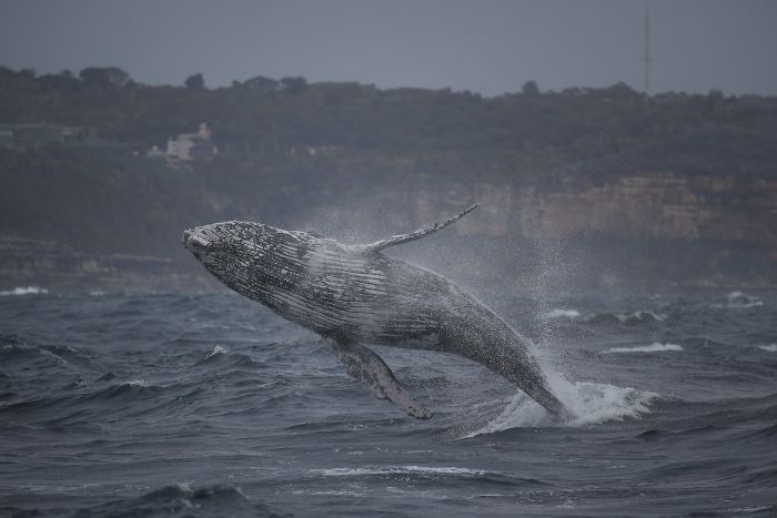 Ballena 6 Sidney naturaleza animales oceano mar fotografia