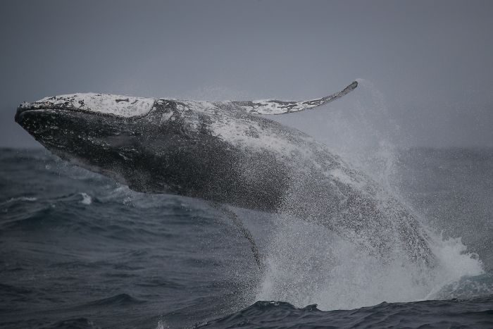 Ballena 7 Sidney naturaleza animales oceano mar fotografia