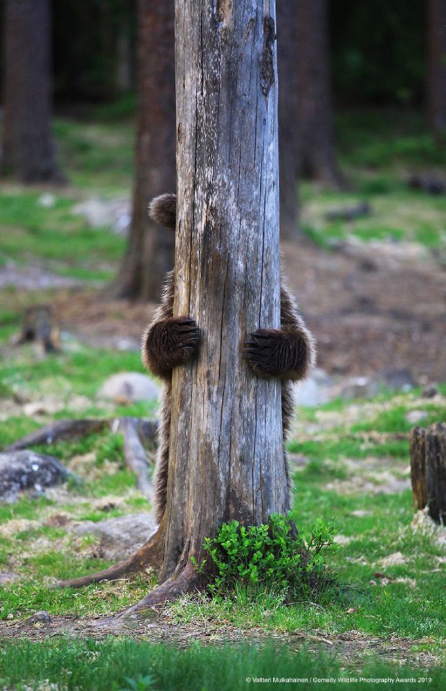 Comedy Wildlife Photography Awards 10 premio fotografia humor animales planeta