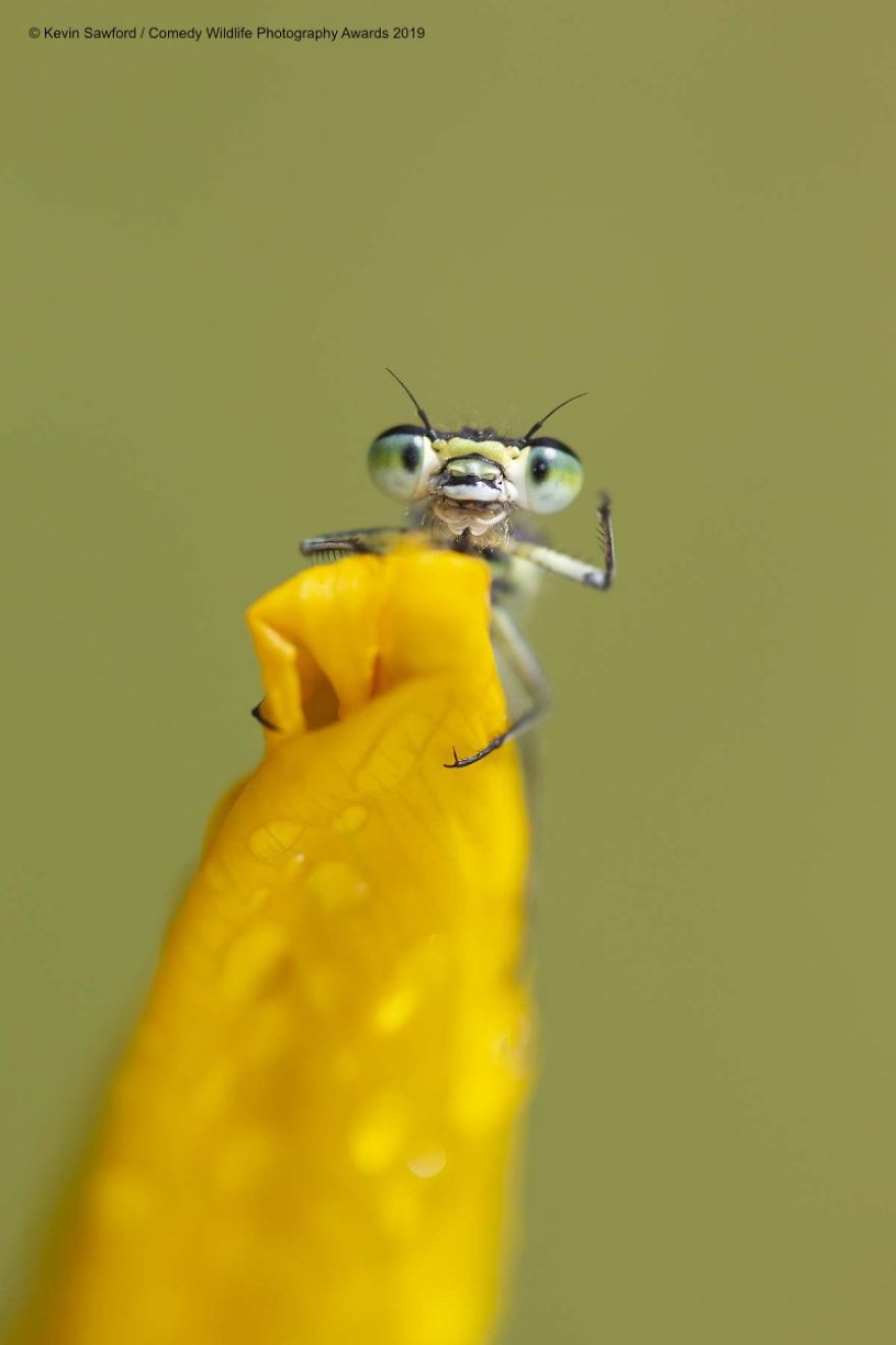 Comedy Wildlife Photography Awards 11 premio fotografia humor animales planeta