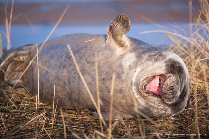 Comedy Wildlife Photography Awards 12 premio fotografia humor animales planeta