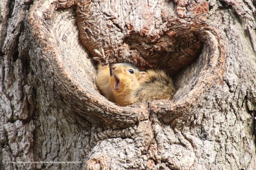 Comedy Wildlife Photography Awards 13 premio fotografia humor animales planeta