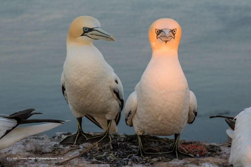 Comedy Wildlife Photography Awards 14 premio fotografia humor animales planeta