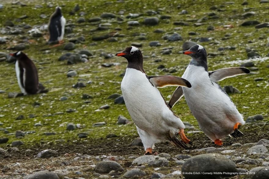 Comedy Wildlife Photography Awards 15 premio fotografia humor animales planeta