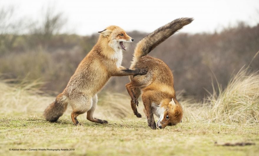 Comedy Wildlife Photography Awards 16 premio fotografia humor animales planeta