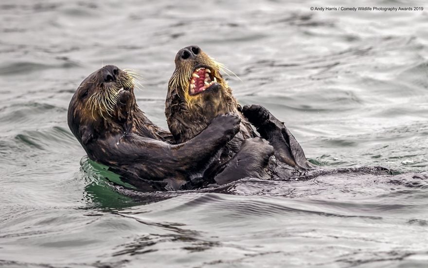Comedy Wildlife Photography Awards 18 premio fotografia humor animales planeta