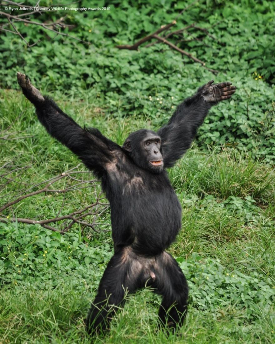 Comedy Wildlife Photography Awards 20 premio fotografia humor animales planeta