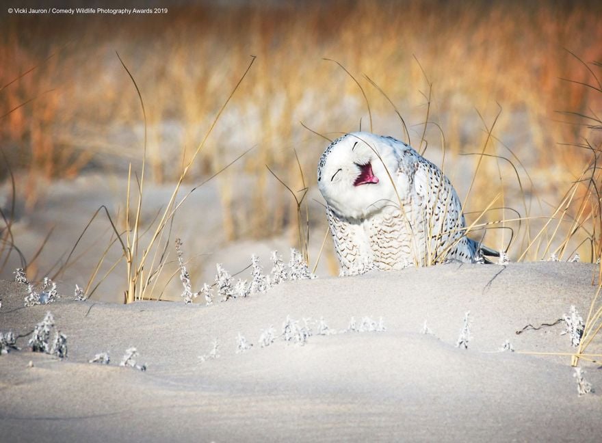 Comedy Wildlife Photography Awards 3 premio fotografia humor animales planeta