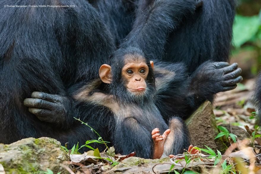 Comedy Wildlife Photography Awards 4 premio fotografia humor animales planeta