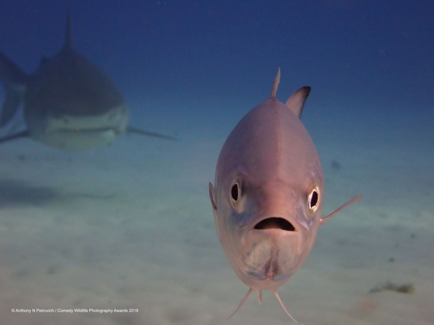 Comedy Wildlife Photography Awards 5 premio fotografia humor animales planeta