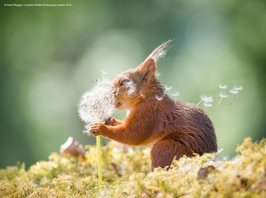Comedy Wildlife Photography Awards 6 premio fotografia humor animales planeta