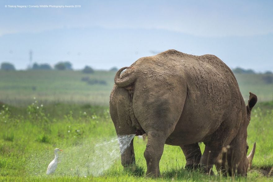 Comedy Wildlife Photography Awards 8 premio fotografia humor animales planeta