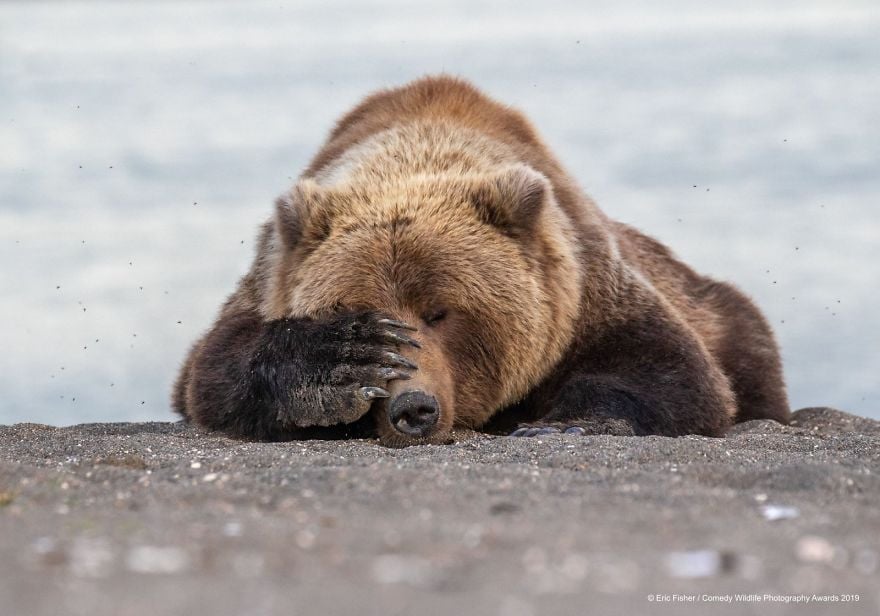 Comedy Wildlife Photography Awards 9 premio fotografia humor animales planeta