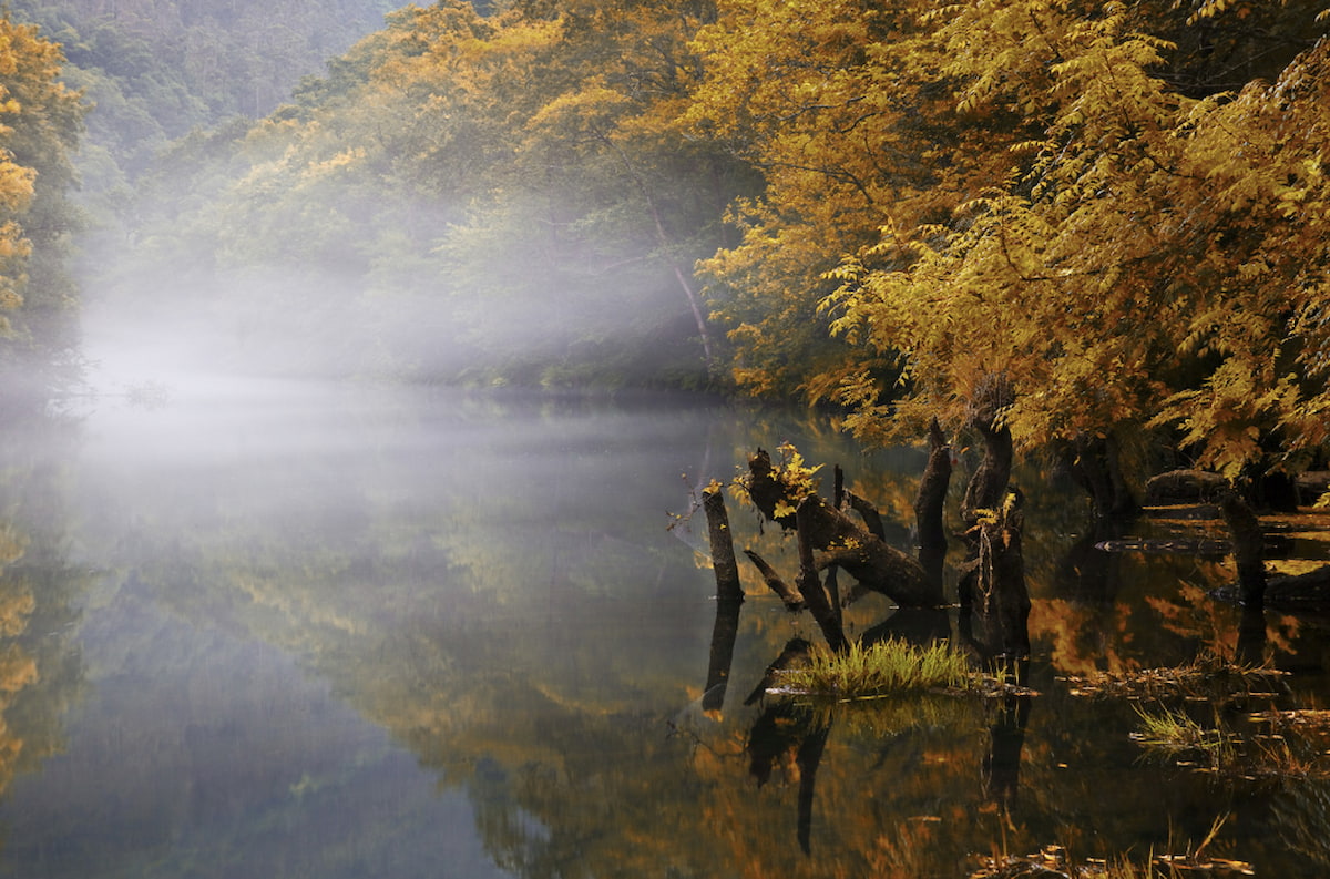 Cinco bosques en España en los que perderte este otoño