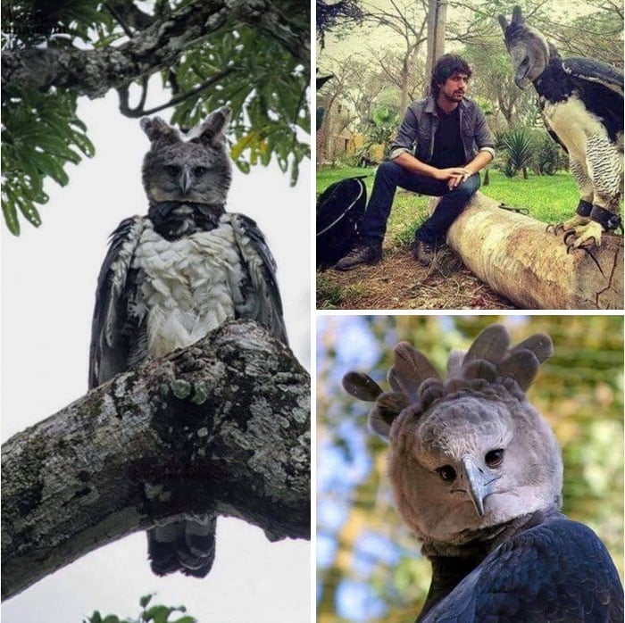 Águila Arpía naturaleza vida salvaje animales redes sociales copia