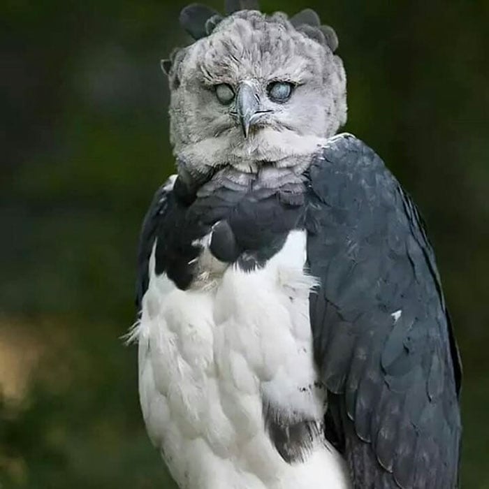 Águila Arpía naturaleza vida salvaje animales redes sociales copia