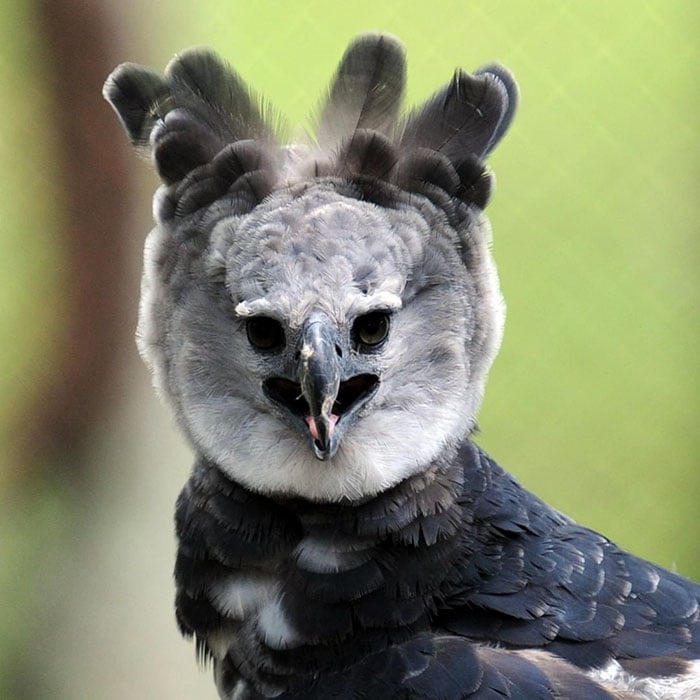 Águila Arpía naturaleza vida salvaje animales redes sociales copia