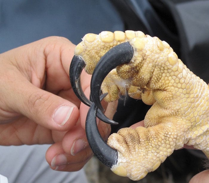 Águila Arpía naturaleza vida salvaje animales redes sociales copia