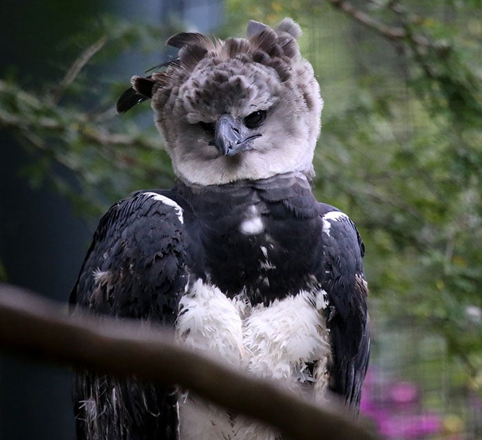 Águila Arpía naturaleza vida salvaje animales redes sociales copia