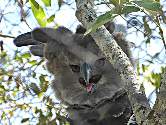 Águila Arpía naturaleza vida salvaje animales redes sociales copia