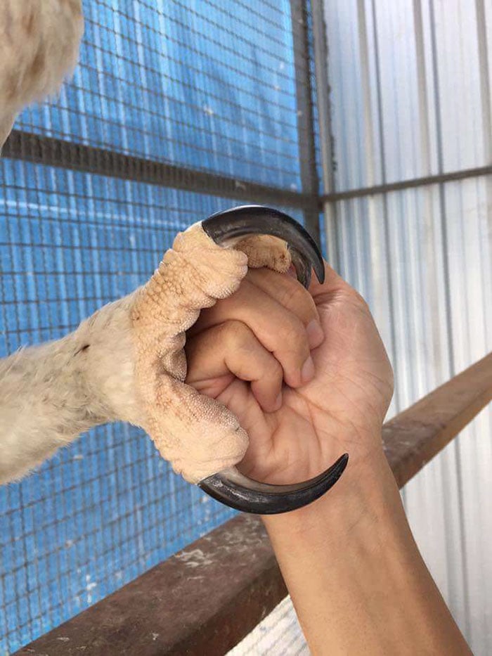 Águila Arpía naturaleza vida salvaje animales redes sociales copia