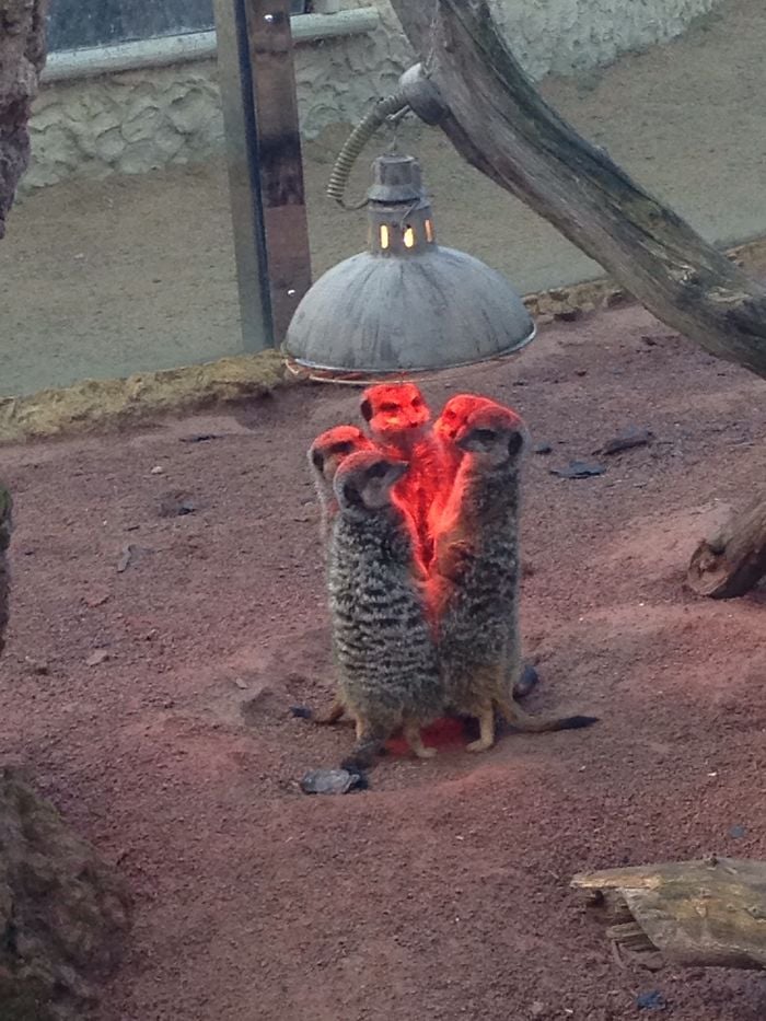 Animales amenazantes 10 humor naturaleza animales