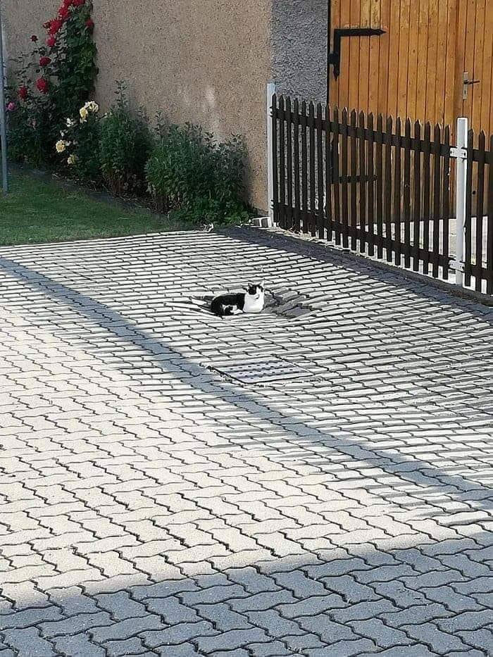 Animales amenazantes 5 humor naturaleza animales